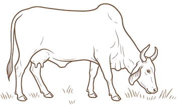 Heritage cow illustration